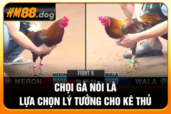 Chọi gà nòi là lựa chọn lý tưởng cho kê thủ 